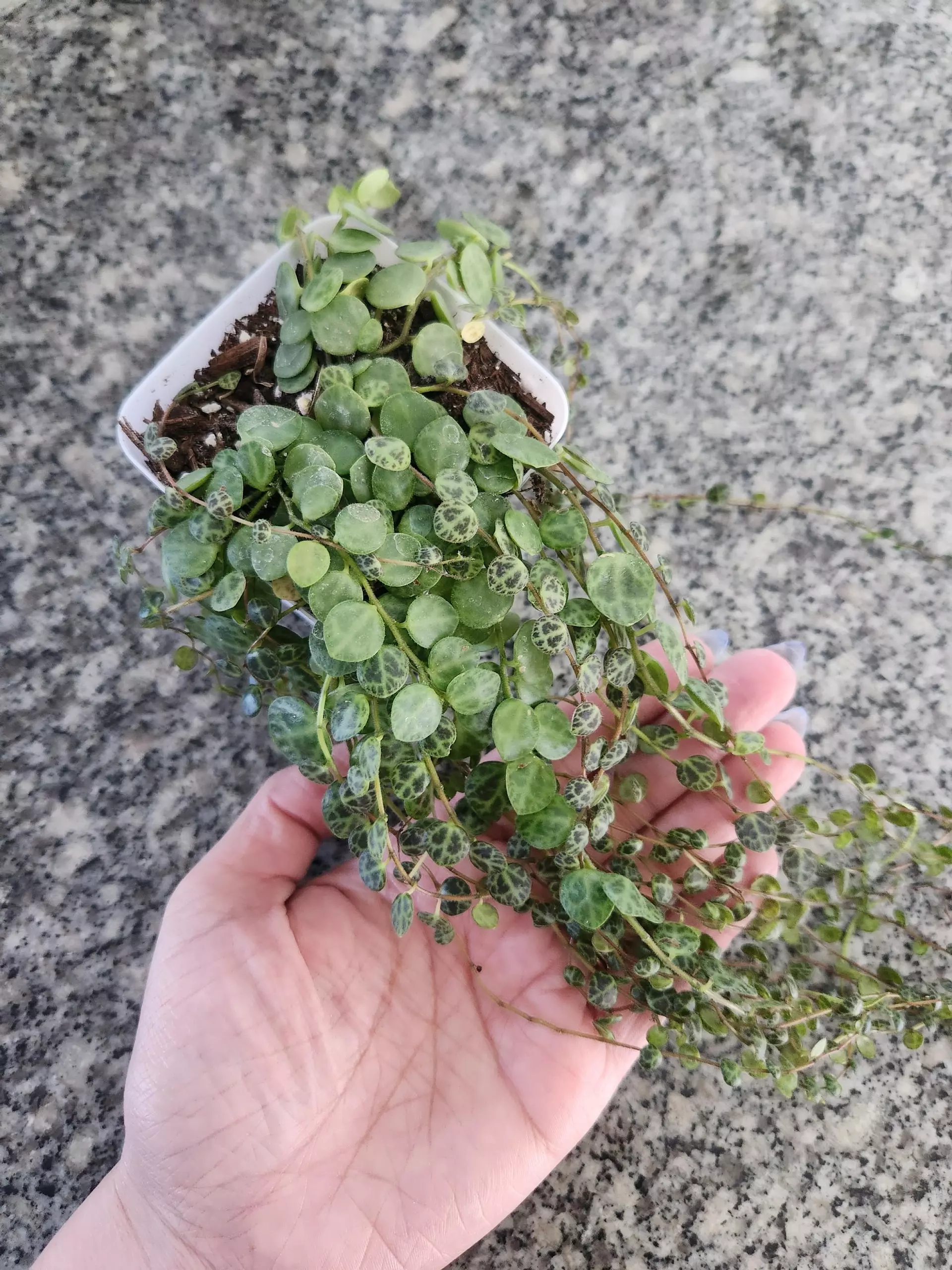 plant/String of turtles starter-4