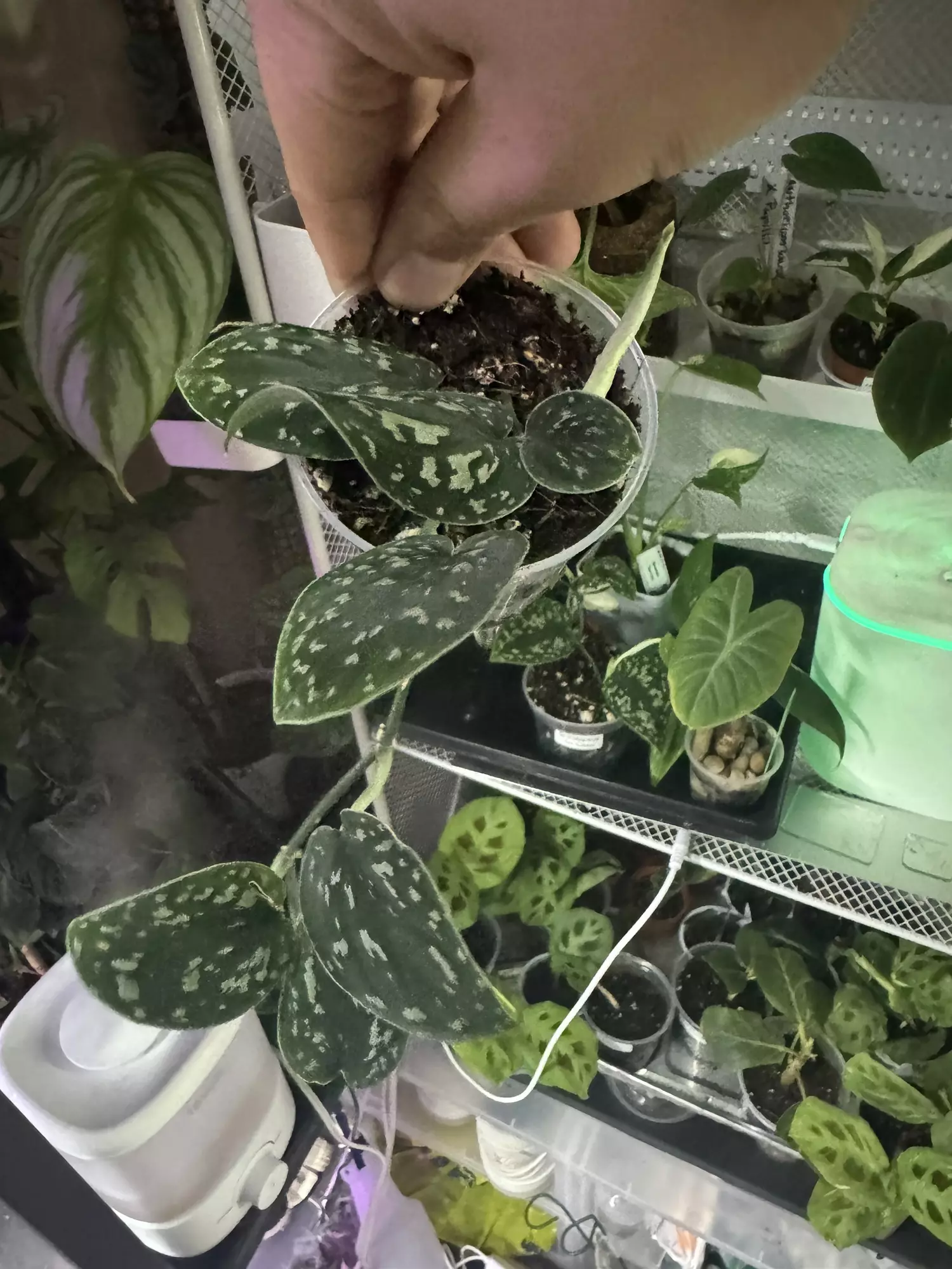 plant/Scindapsus tricolor-0