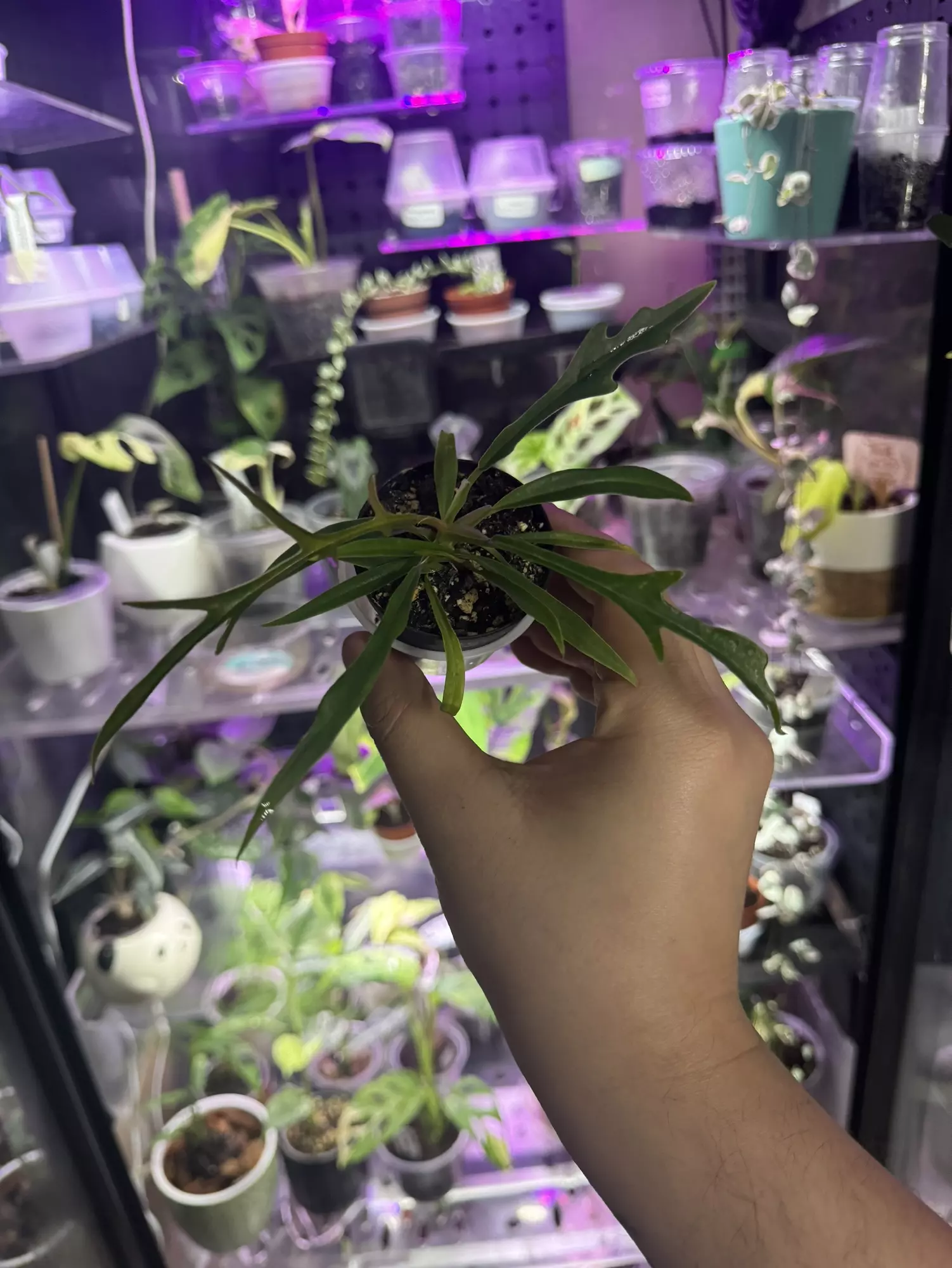 plant/Philo Tortum-1