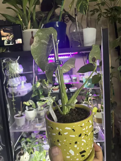 plant/Thai Con-2-thumbnail