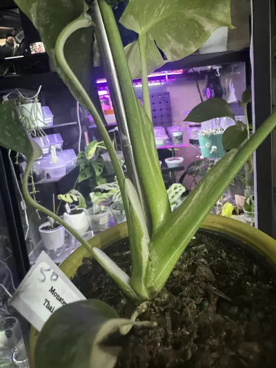 plant/Thai Con-3-thumbnail