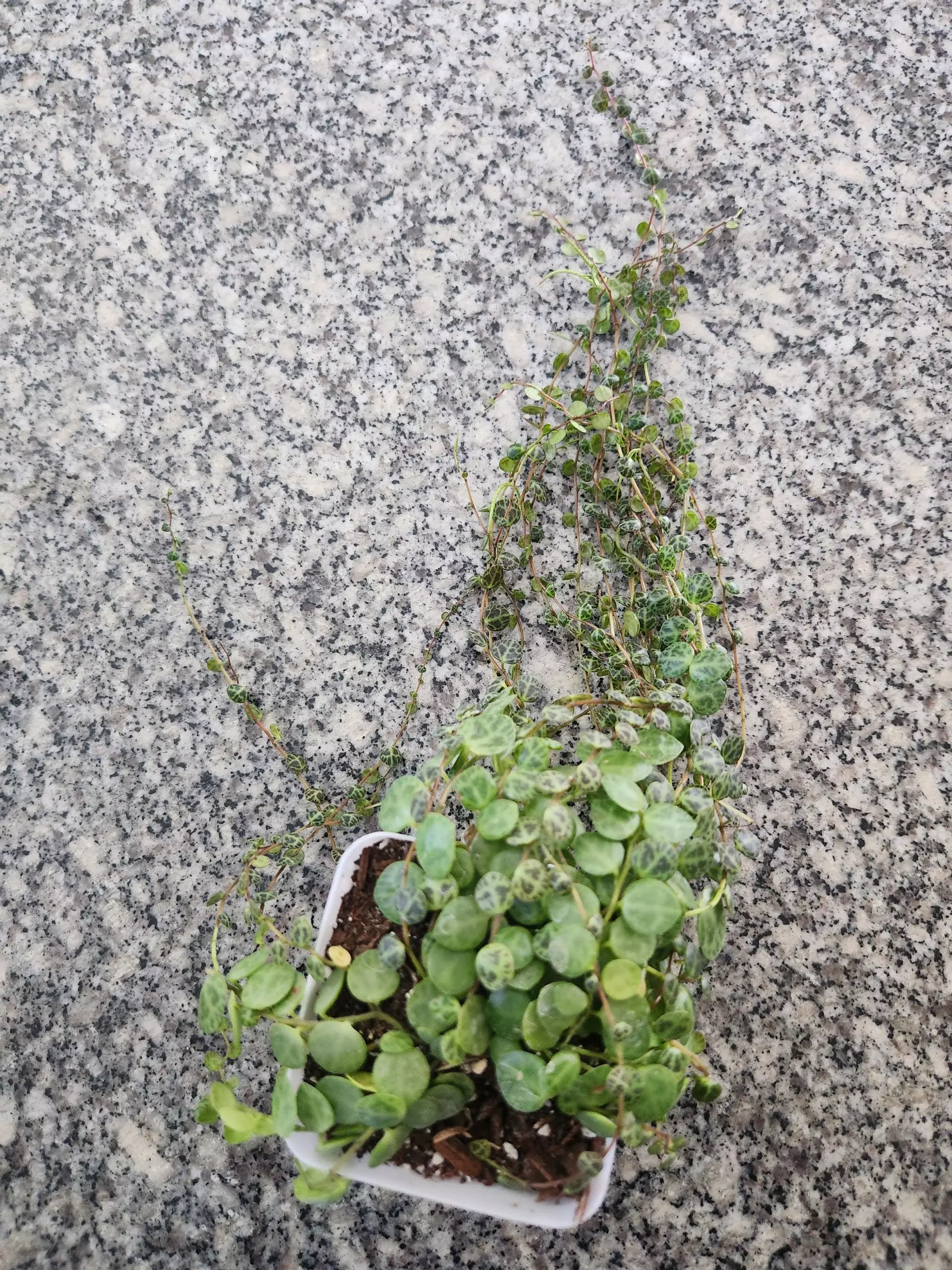 plant/String of turtles starter-0