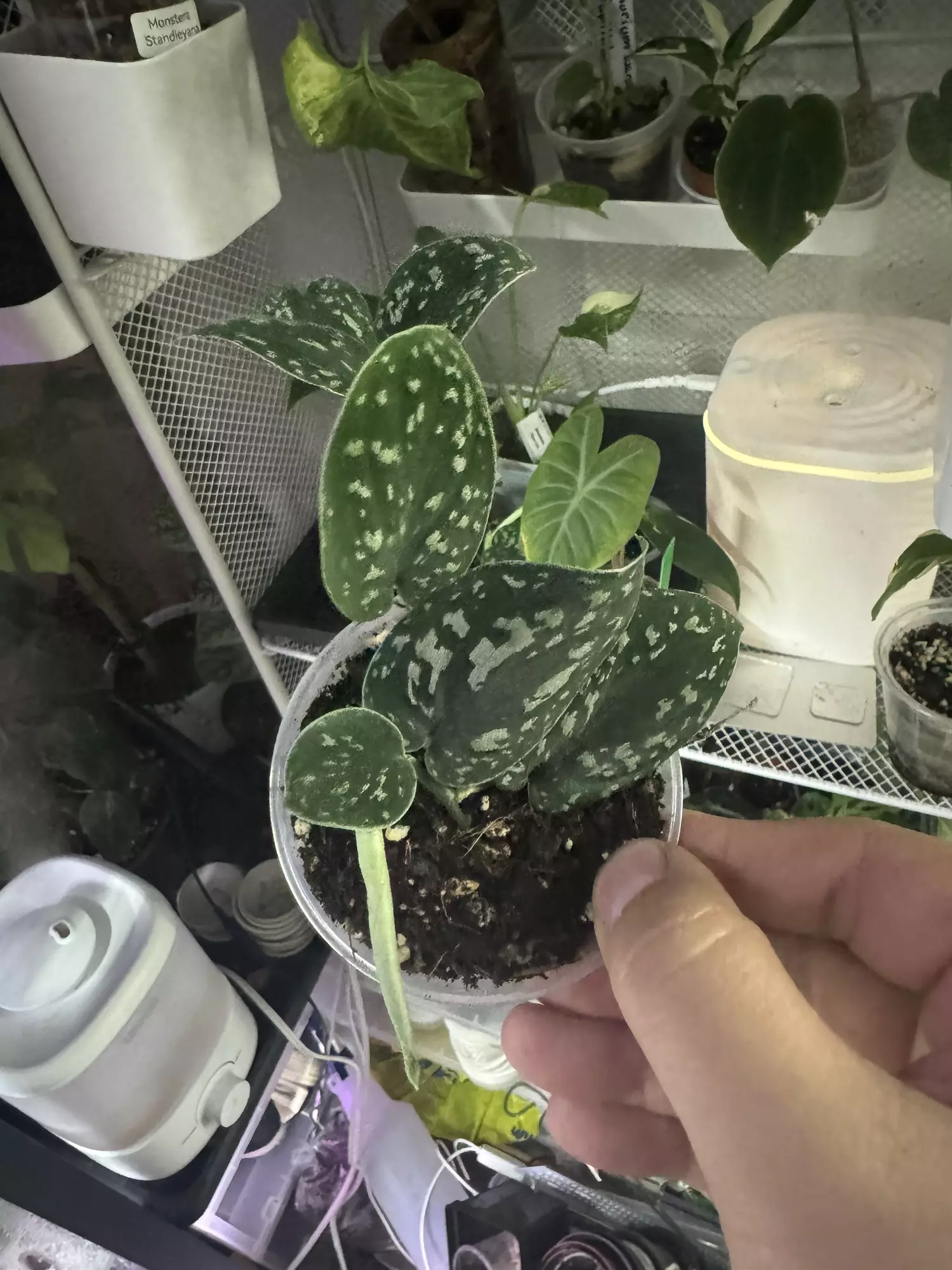 plant/Scindapsus tricolor-1