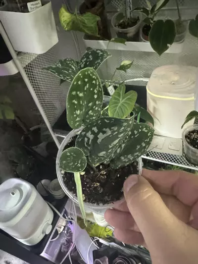 plant/Scindapsus tricolor-1-thumbnail