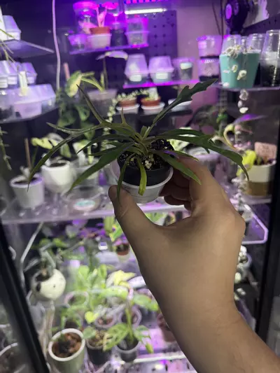 plant/Philo Tortum-0-thumbnail