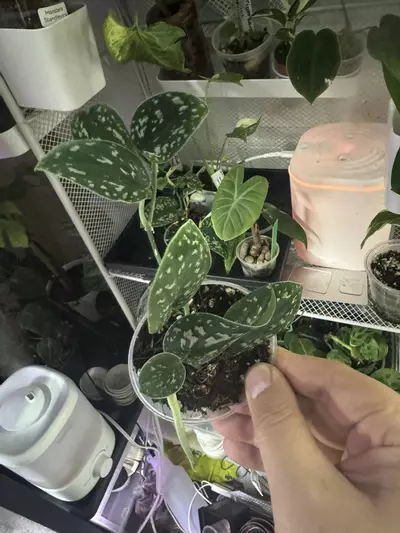 plant/Scindapsus tricolor-2-thumbnail