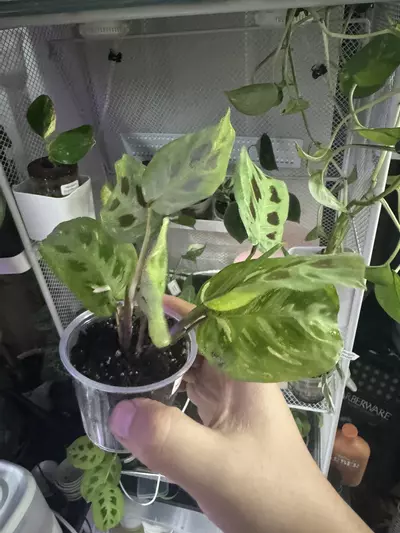 plant/Variegated Maranta-1-thumbnail