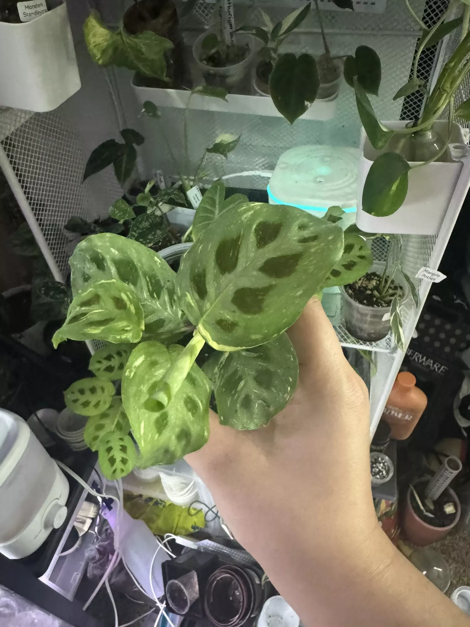 plant/Variegated Maranta-2