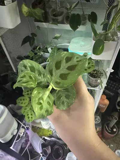 plant/Variegated Maranta-2-thumbnail