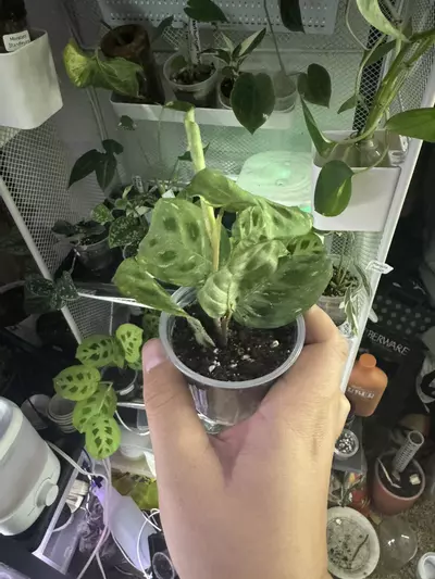 plant/Variegated Maranta-1-thumbnail