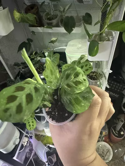 plant/Variegated Maranta-0-thumbnail