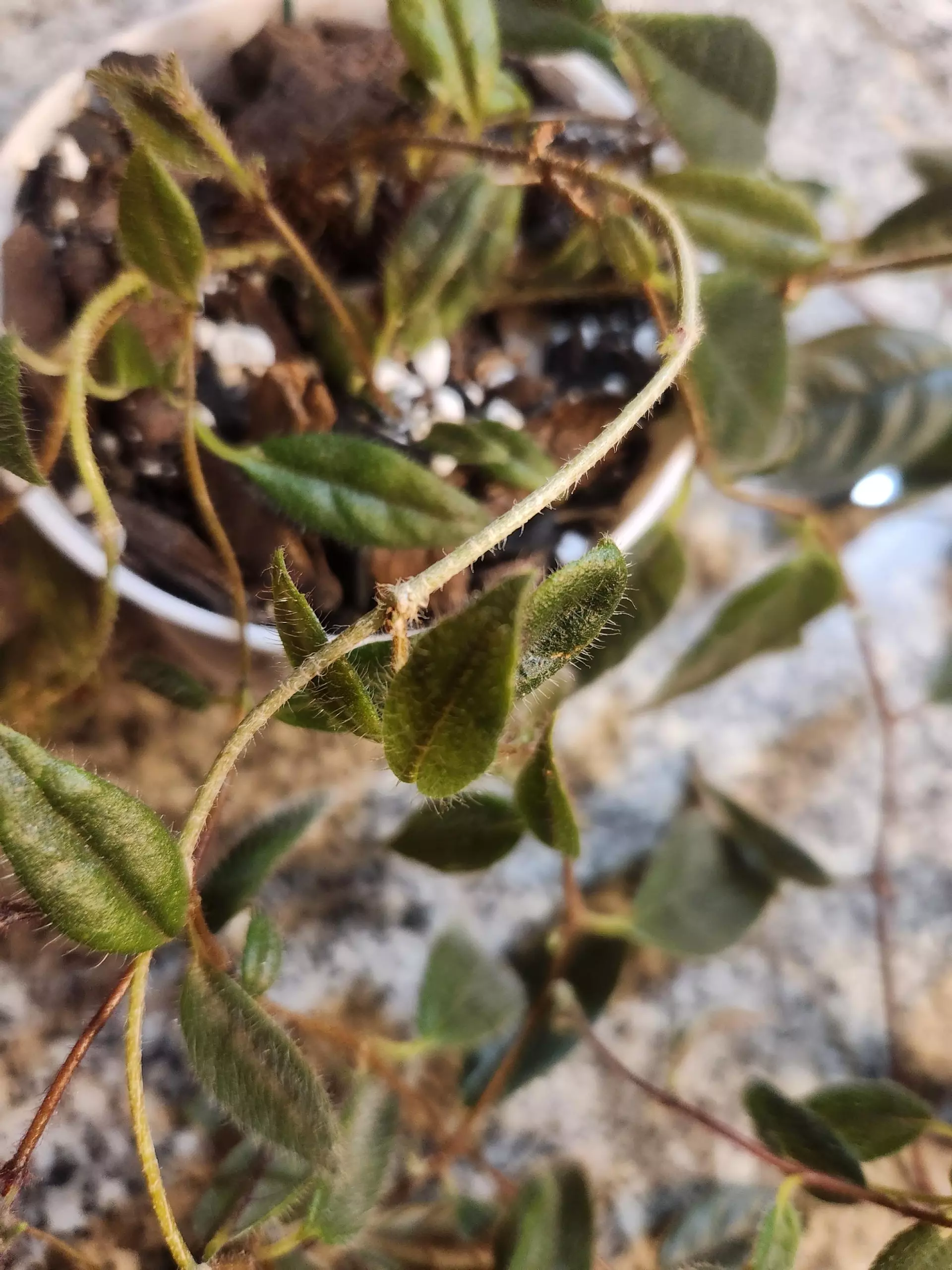 plant/Columnea Minor vine terrarium plant-1