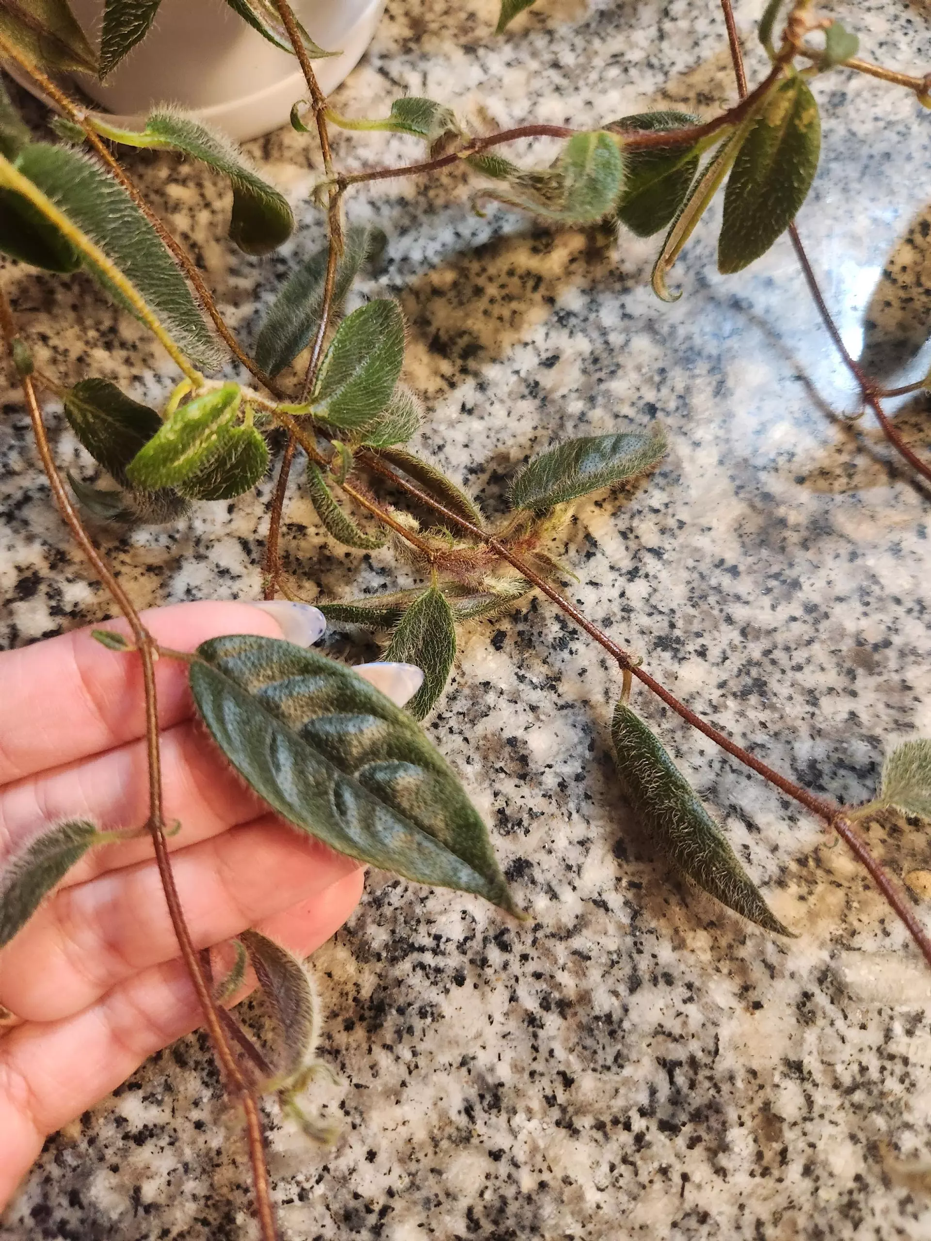 plant/Columnea Minor vine terrarium plant-5