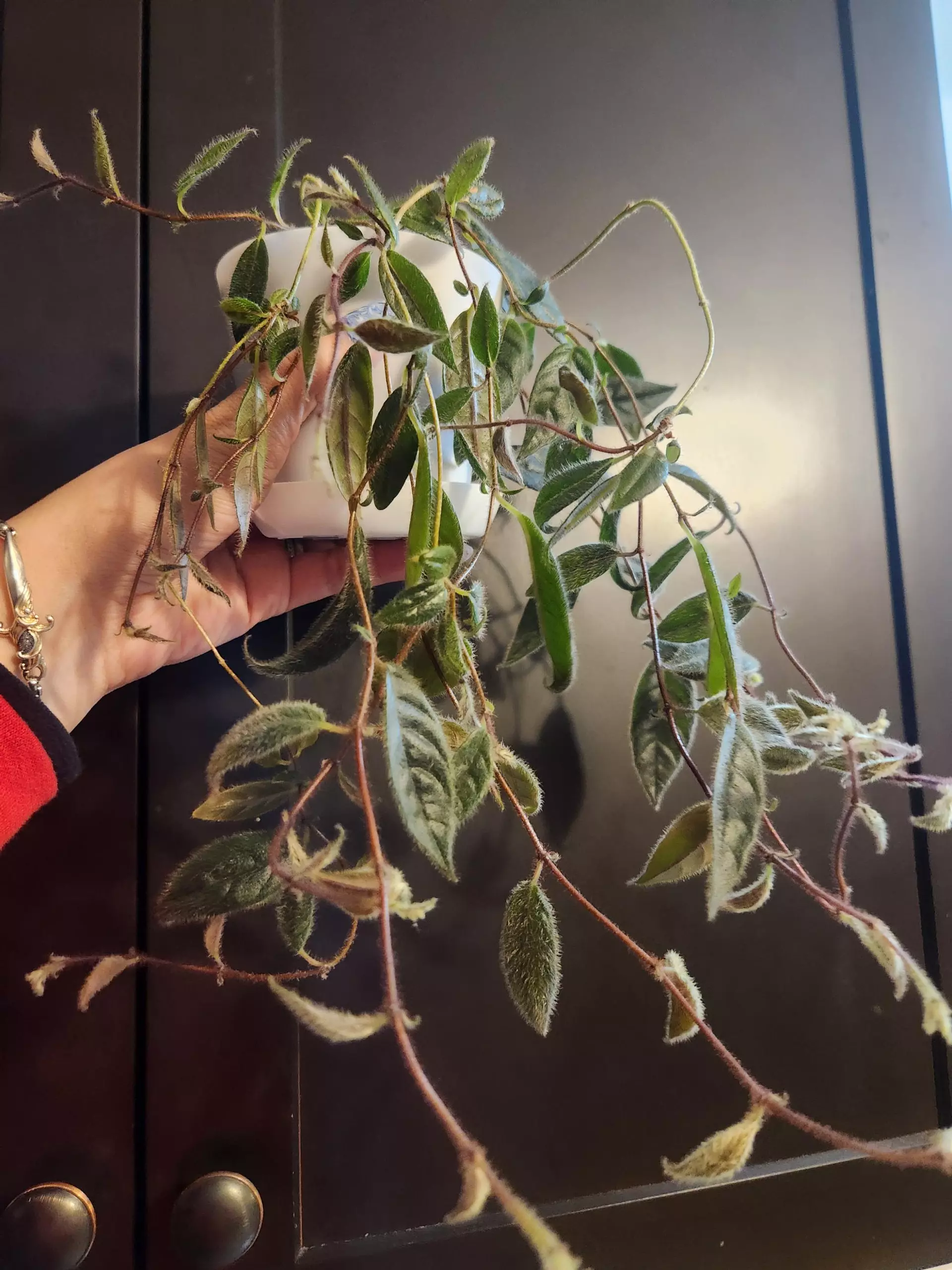 plant/Columnea Minor vine terrarium plant-0