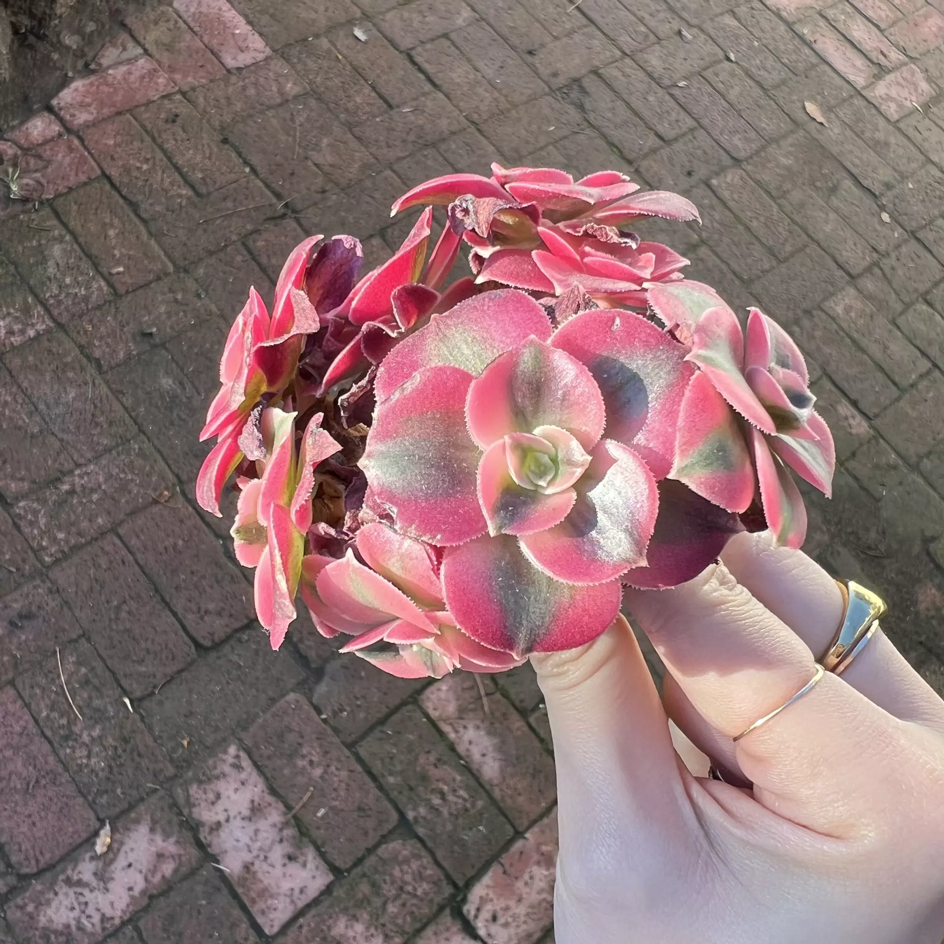 plant/Aeonium Pink Witch Rare Succulent Imported from Korea Rare Succulent Live Plant-1