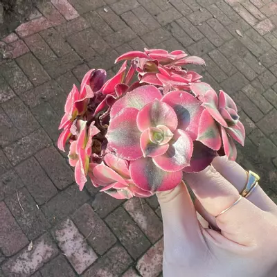 plant/Aeonium Pink Witch Rare Succulent Imported from Korea Rare Succulent Live Plant-1-thumbnail