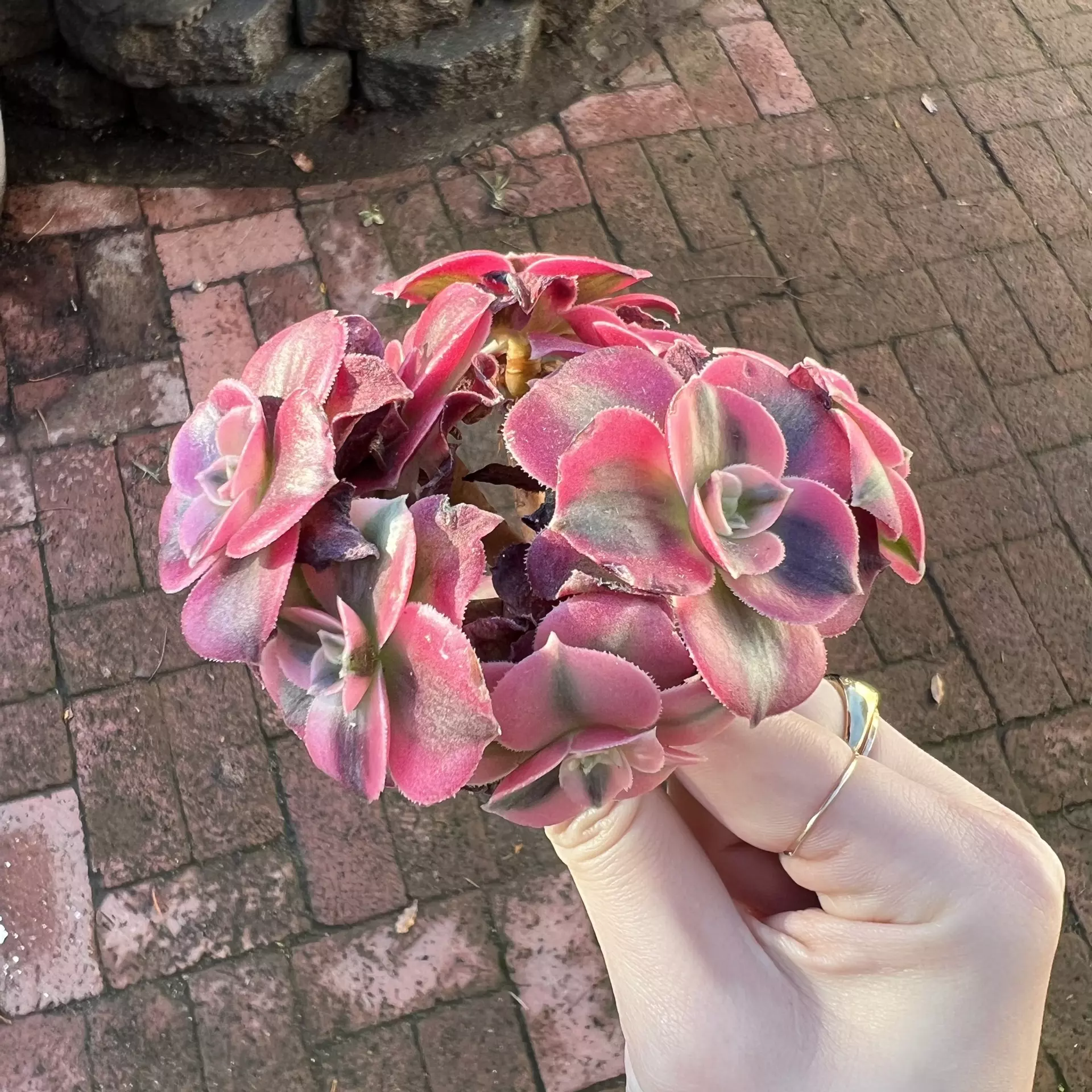 plant/Aeonium Pink Witch Rare Succulent Imported from Korea Rare Succulent Live Plant-0