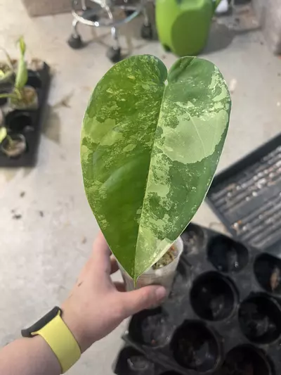 plant/S. Chiapense var cutting for Disc Golf-0-thumbnail