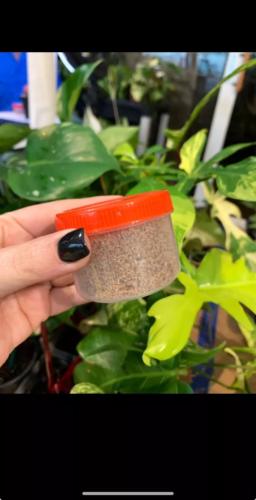 plant/10 Gymnocalicium Seeds-0