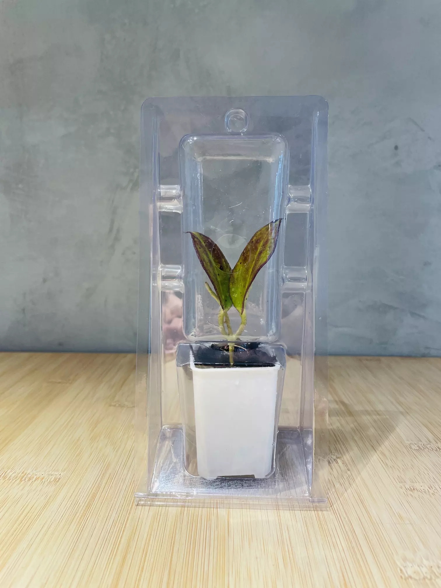 plant/Plant Packaging Containers Small(20)-0