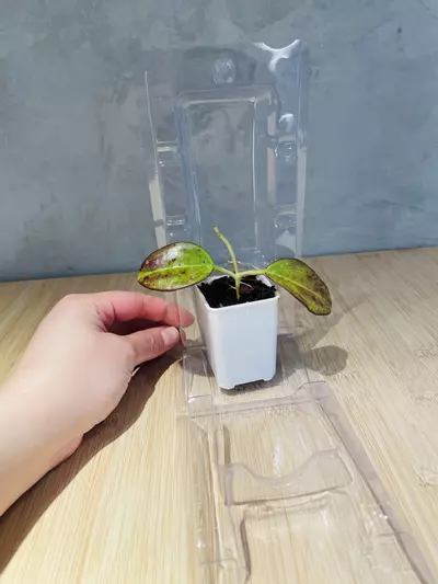 plant/Plant Packaging Containers Small(20)-3-thumbnail