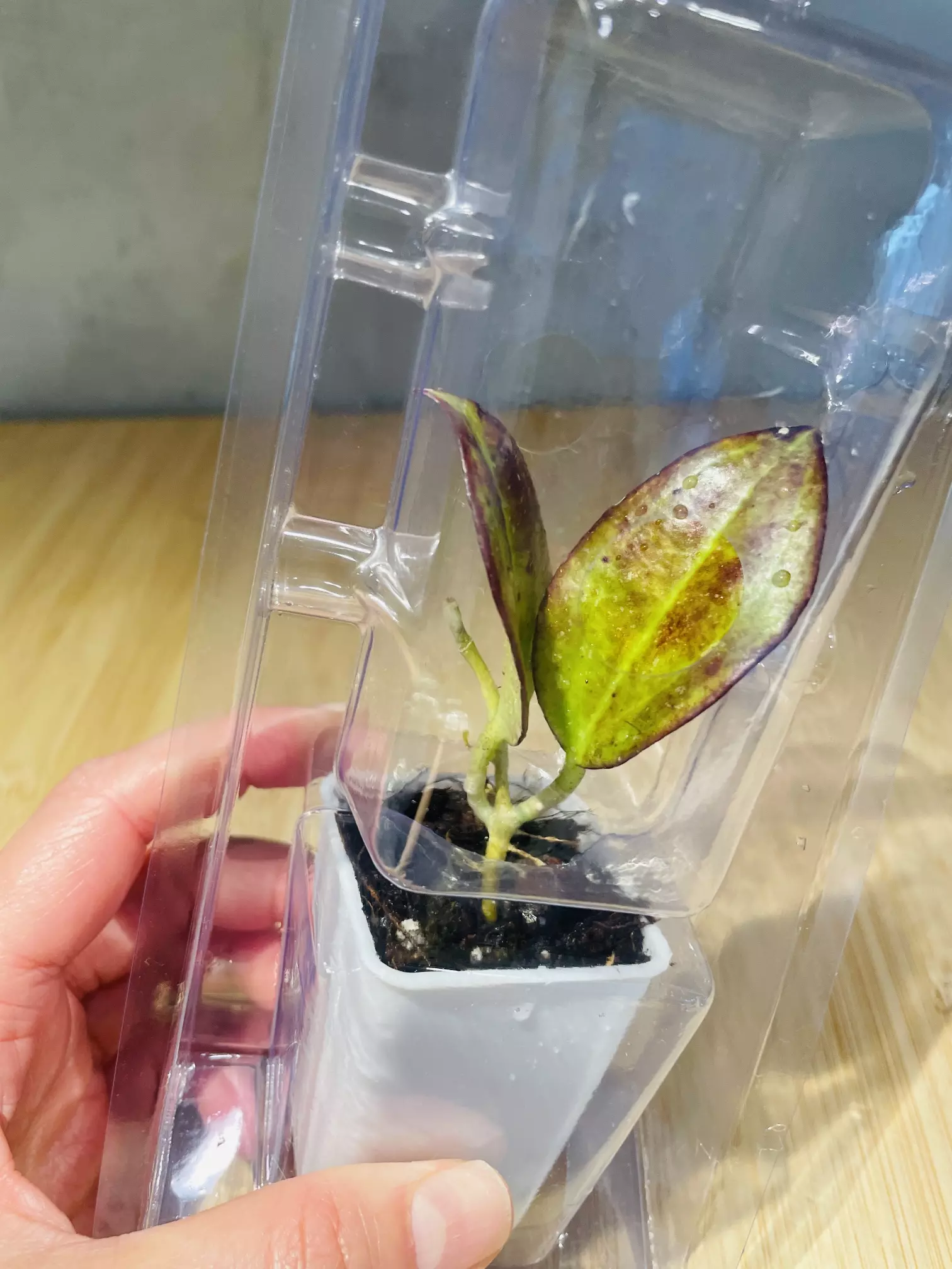 plant/Plant Packaging Containers Small(20)-1