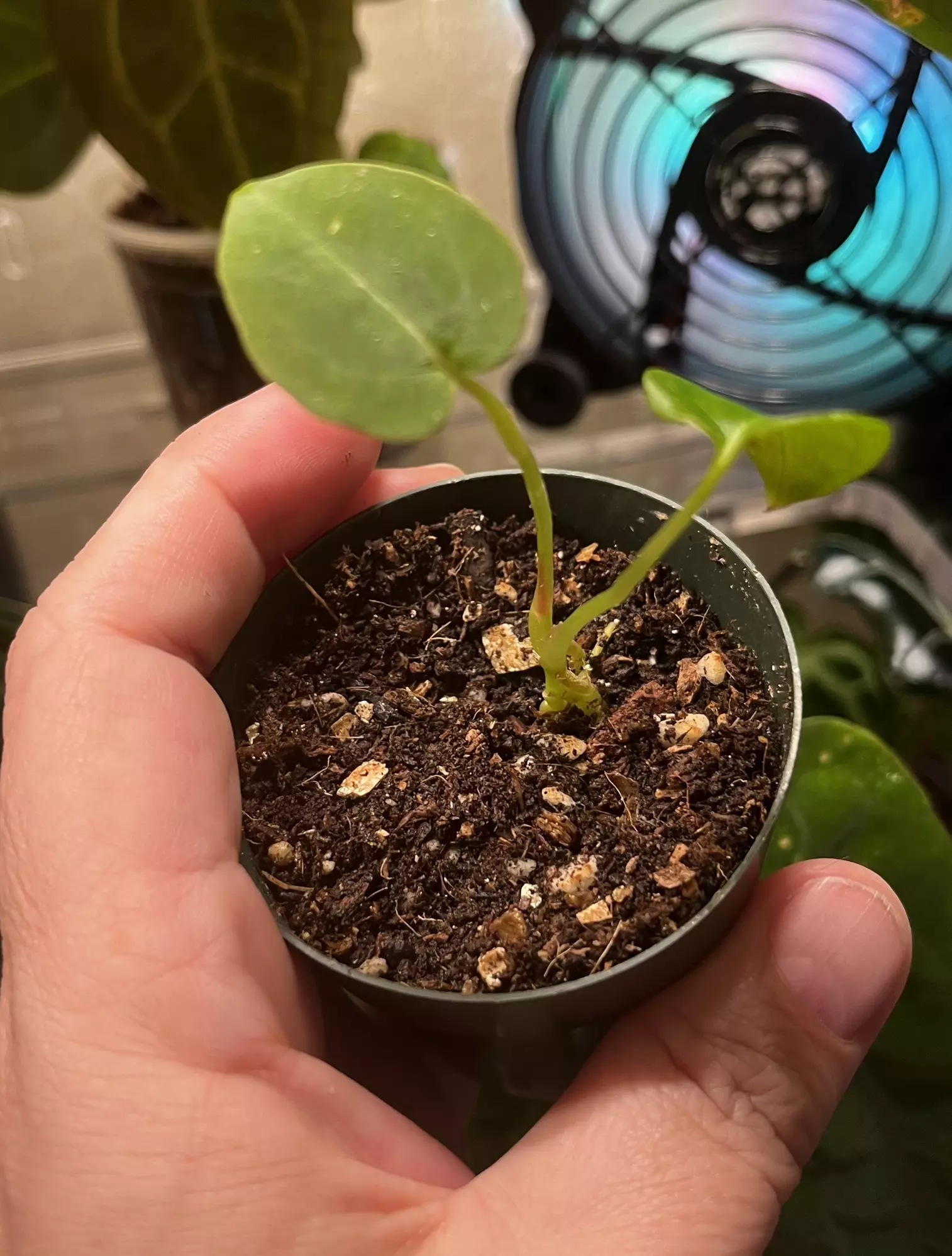 plant/Anthurium Dark Crystal x Milkman-1