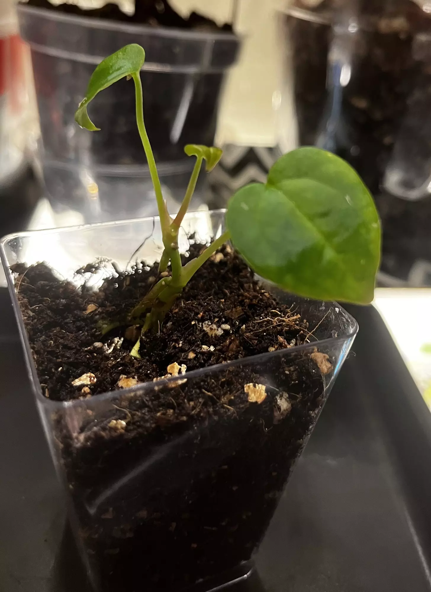 plant/Anthurium Dark Crystal x Milkman-0