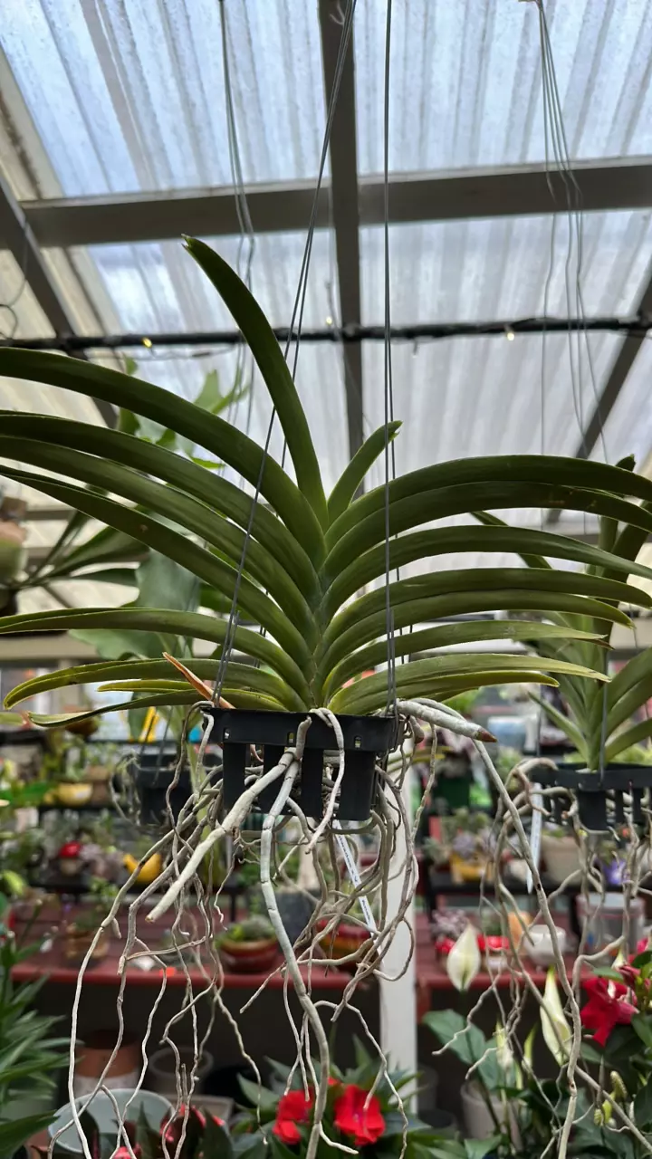 plant/Mini vanda orchid-0