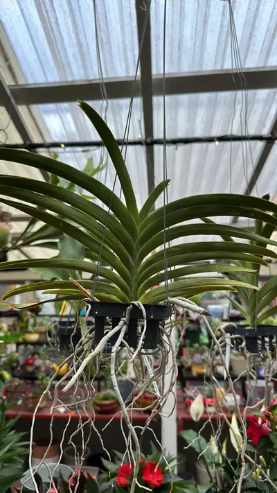 plant/Mini vanda orchid-0-thumbnail