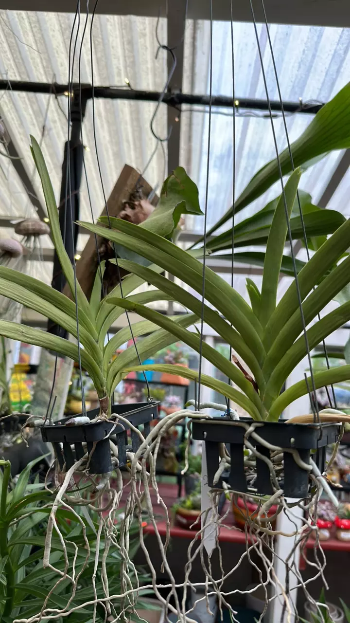 plant/Mini vanda orchid-1