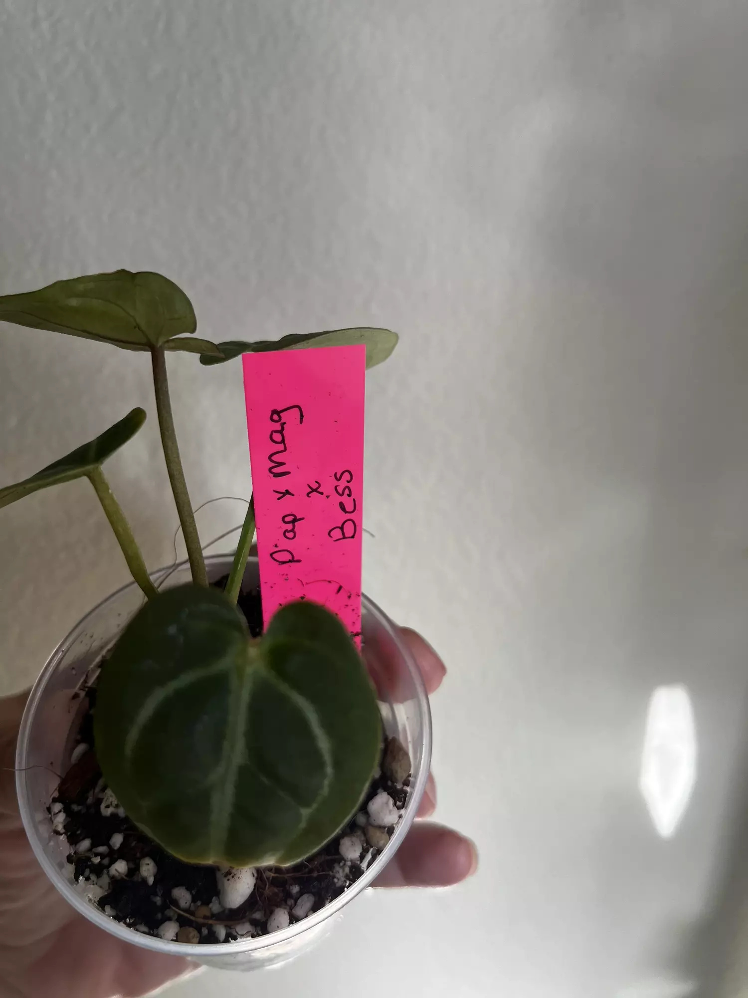 plant/Anthurium PapMag x Besseae aff-1