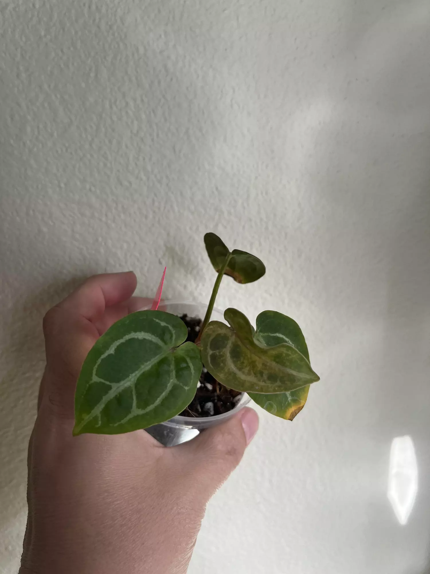 plant/Anthurium PapMag x Besseae aff-0