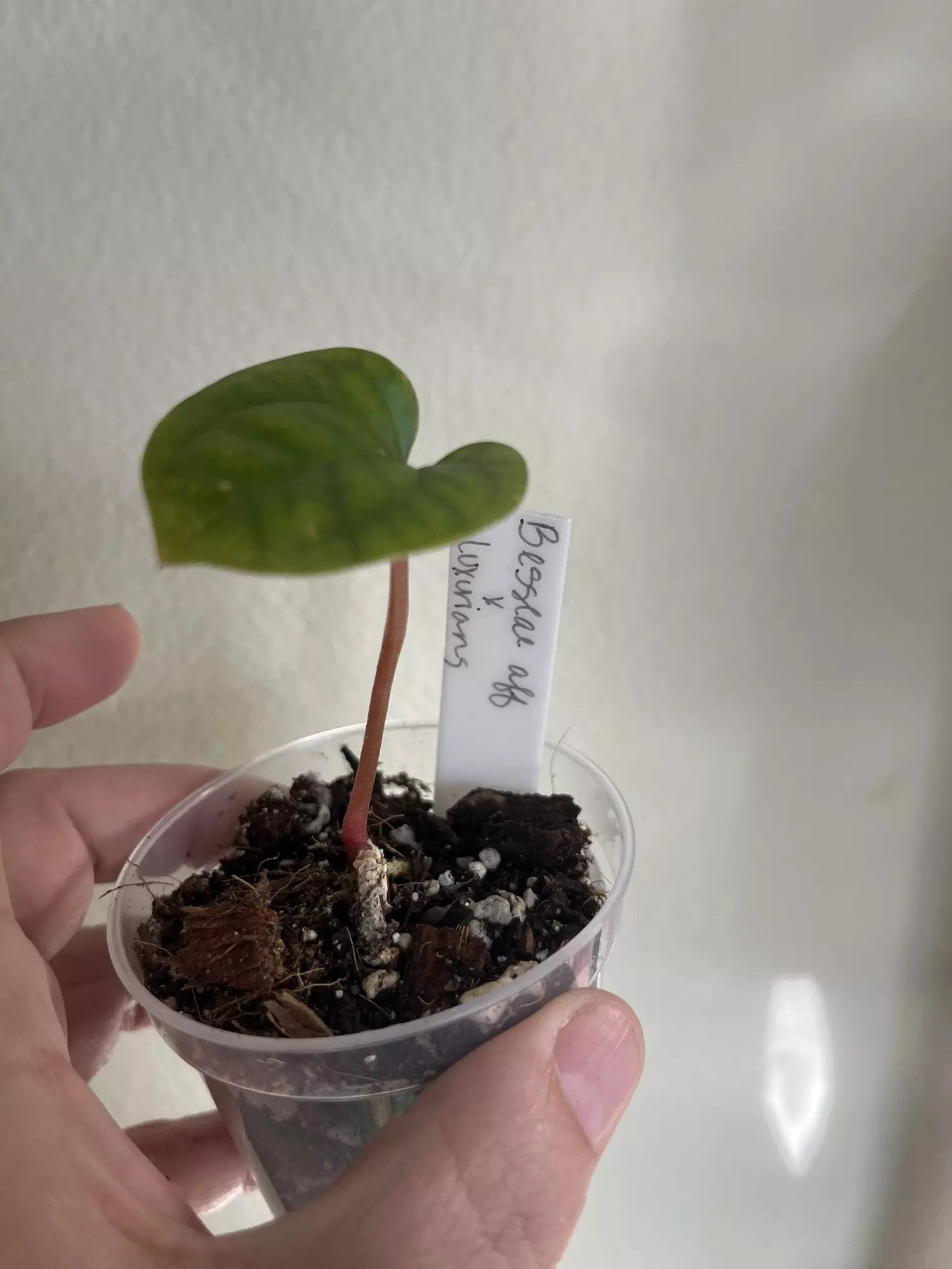 plant/Anthurium Besseae aff x Luxurians seedling-0