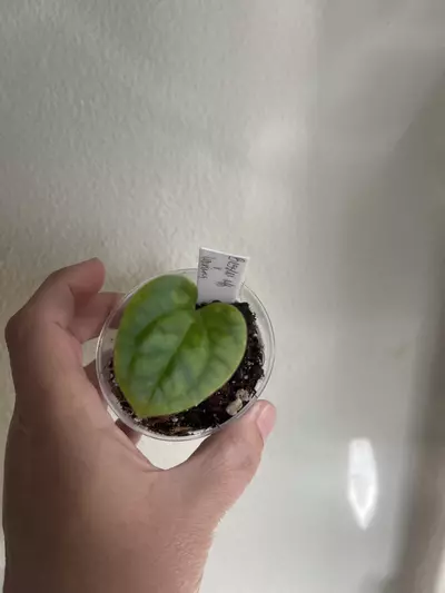 plant/Anthurium Besseae aff x Luxurians seedling-1-thumbnail