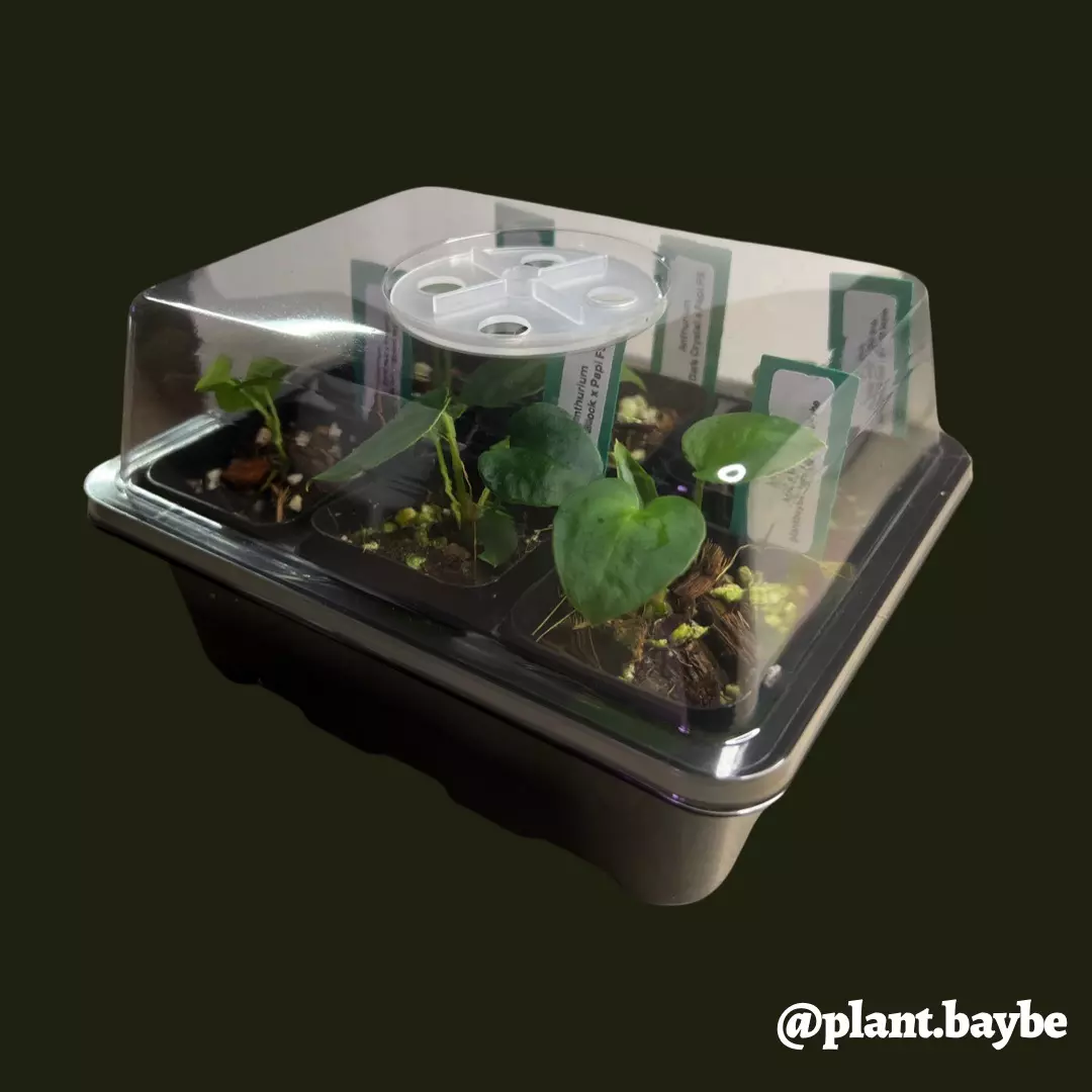 heat_pack/Humidity Dome (Add-on product only)-0