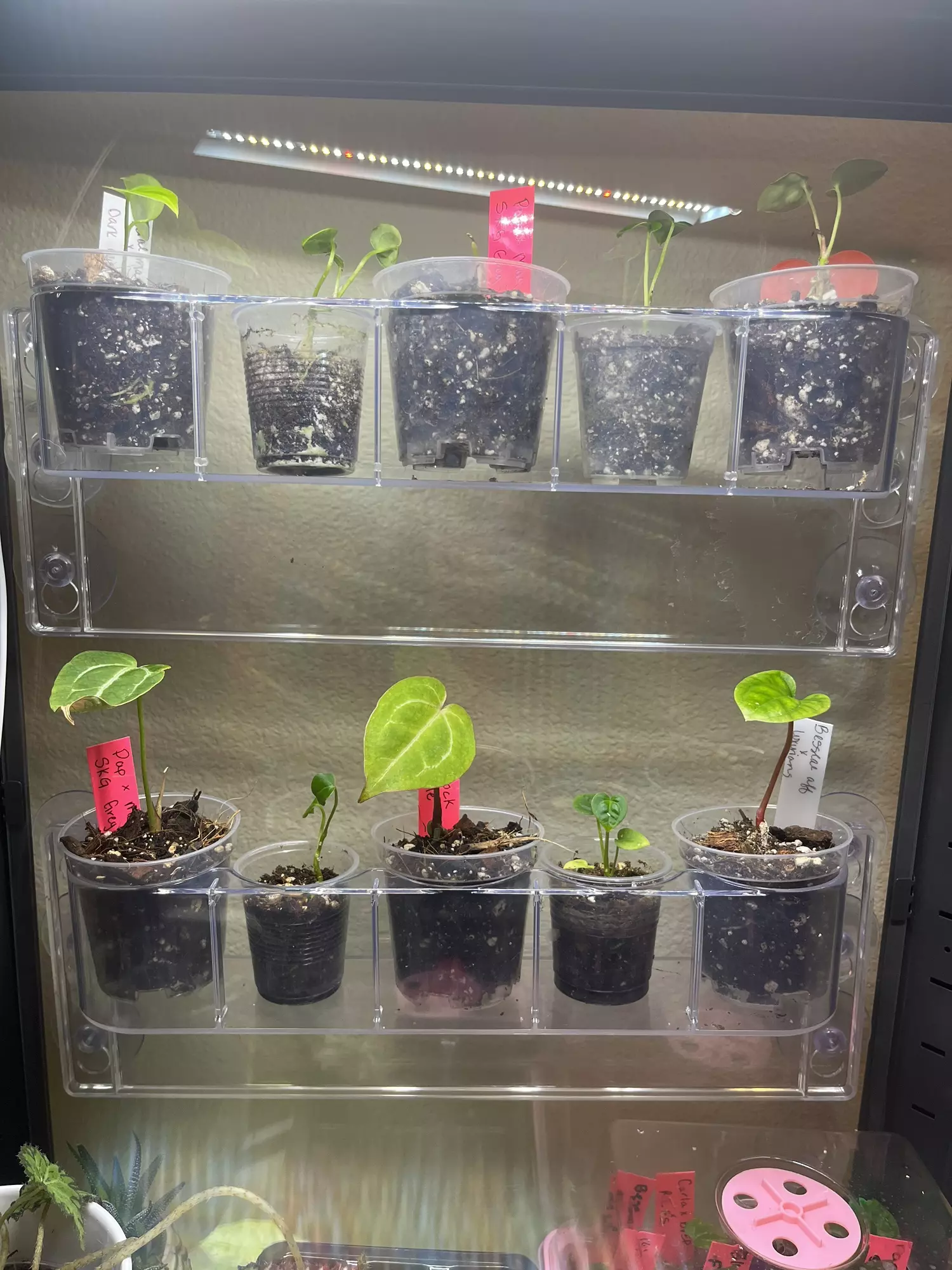 plant/IKEA greenhouse shelves-1