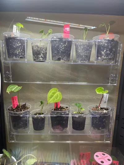 plant/IKEA greenhouse shelves-1-thumbnail