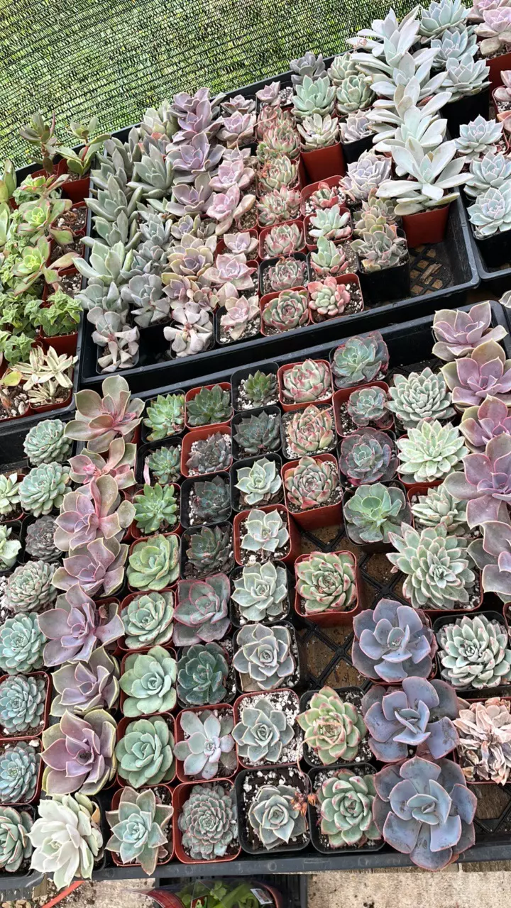 heat_pack/Giveaway Shipping!-0