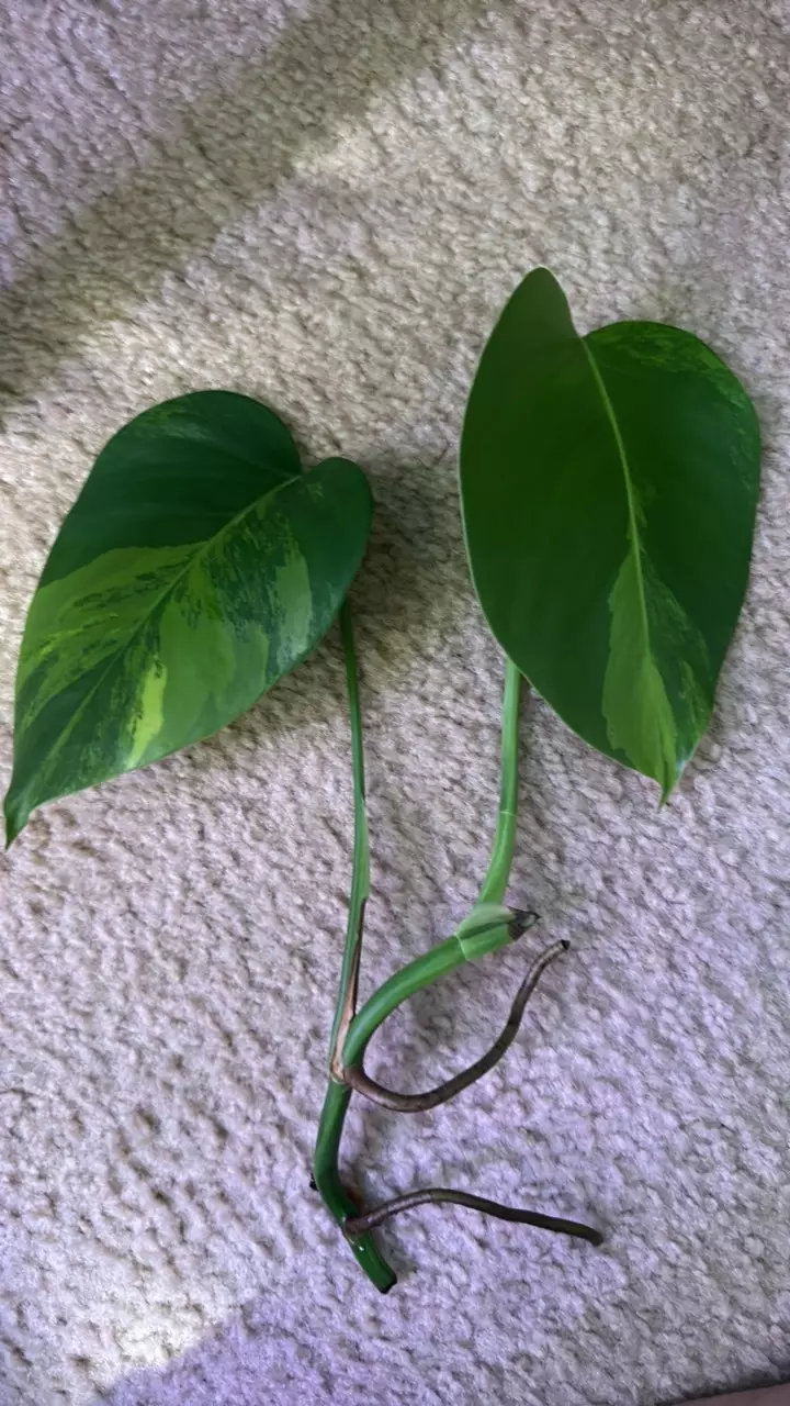 plant/Monstera Aurea-3