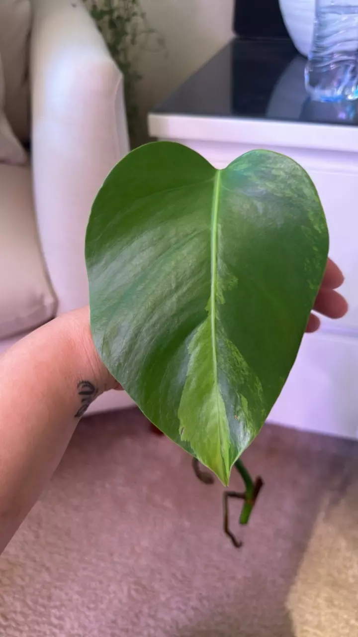 plant/Monstera Aurea-1