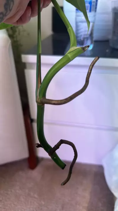 plant/Monstera Aurea-2-thumbnail