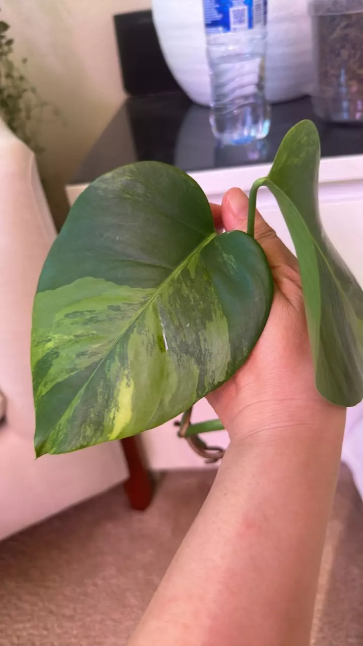 plant/Monstera Aurea-0