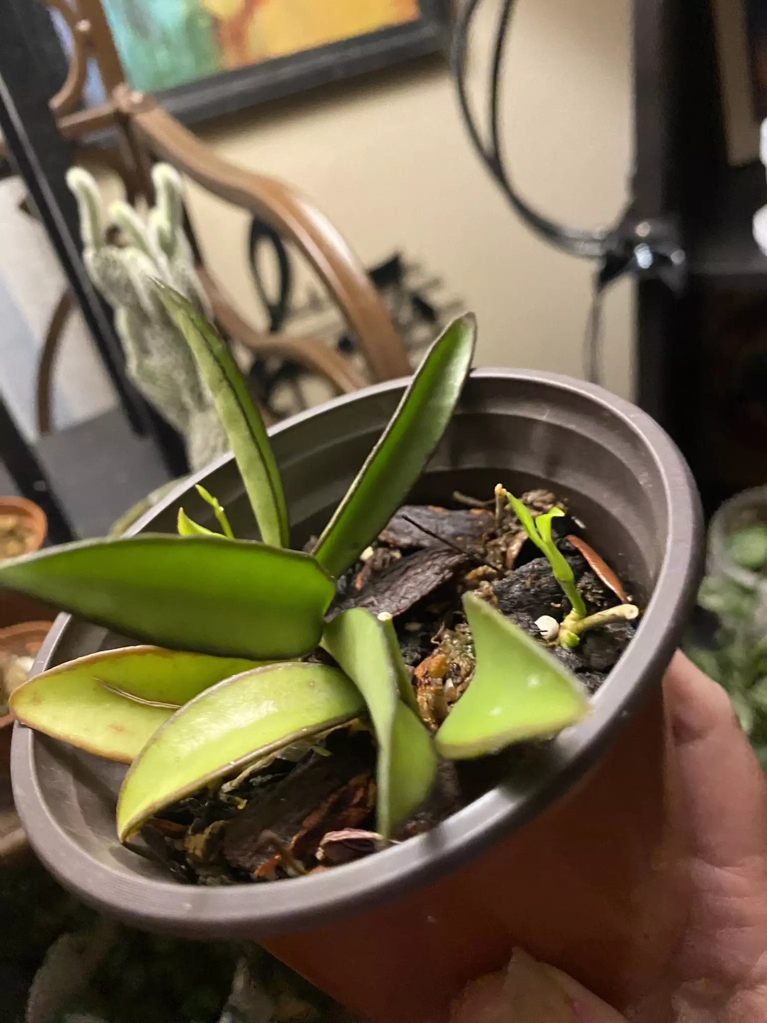 plant/Hoya Wayetii Two Cuttings-1