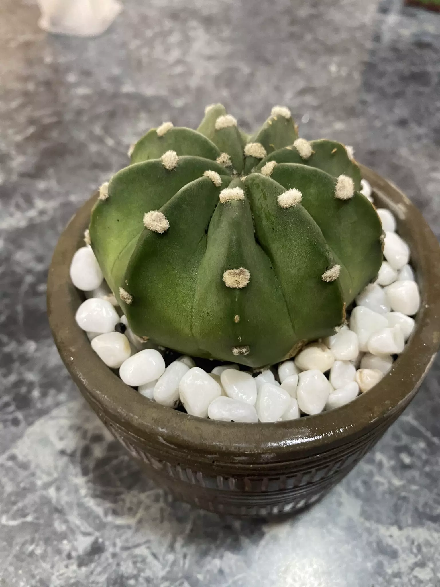 plant/Dominó Cactus-0