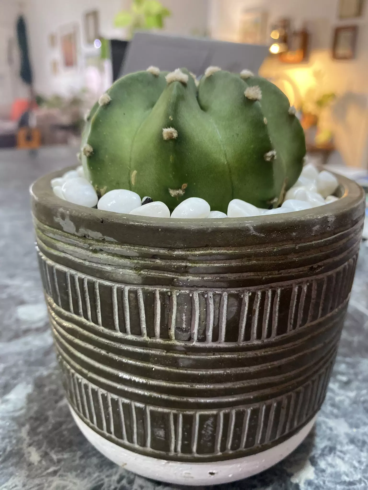 plant/Dominó Cactus-1