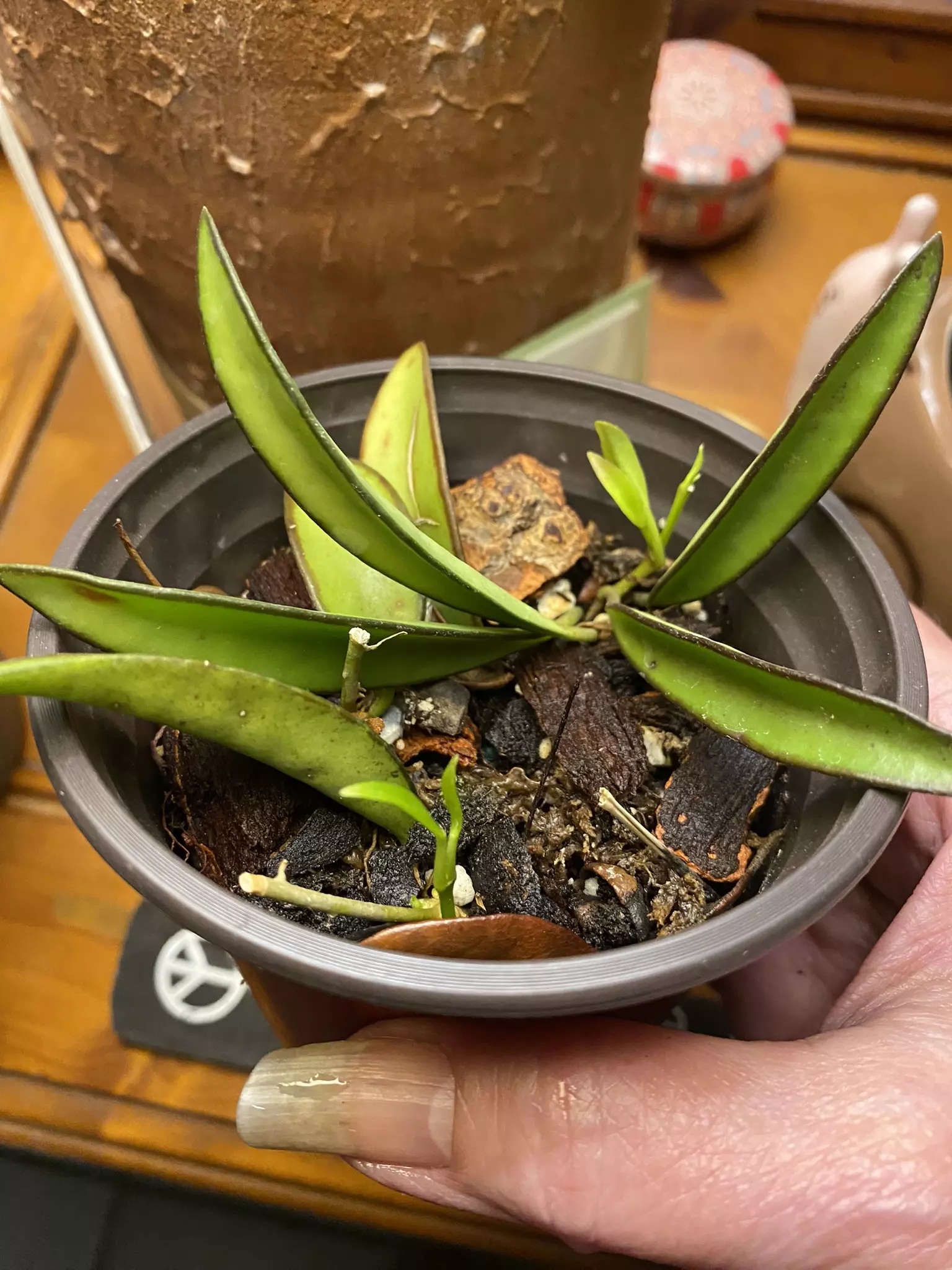 plant/Hoya Wayetii Two Cuttings-2