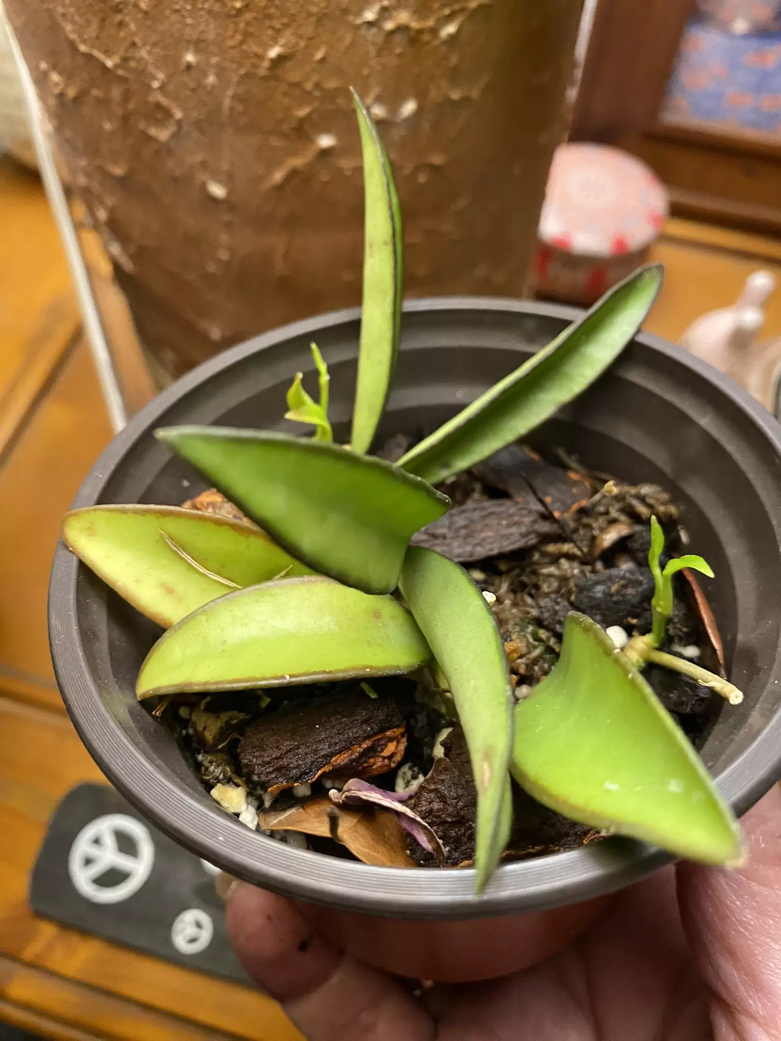 plant/Hoya Wayetii Two Cuttings-0
