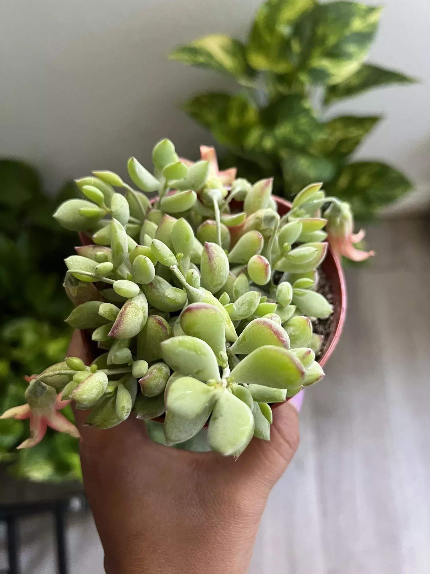 plant/4” Cotyledon Pendis-1