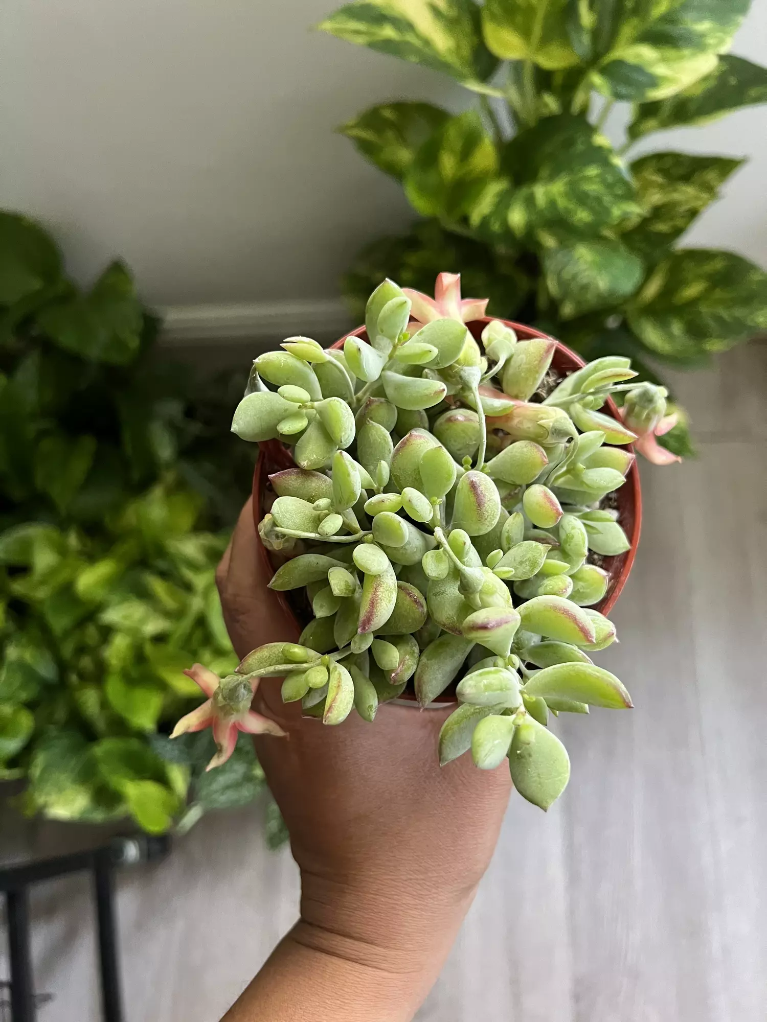 plant/4” Cotyledon Pendis-0